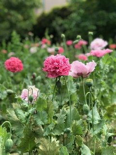 Amapola mix
