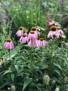 Echinacea
