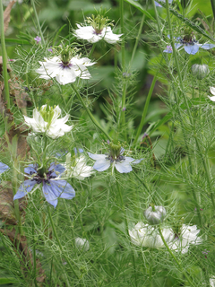 Nigella