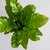 Asplenium - comprar online