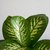 Dieffenbachia Tropic grande - comprar online