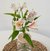 Hidro Azalea - comprar online
