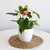 Anthurium Rosado