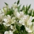 Flores frescas a un clic!