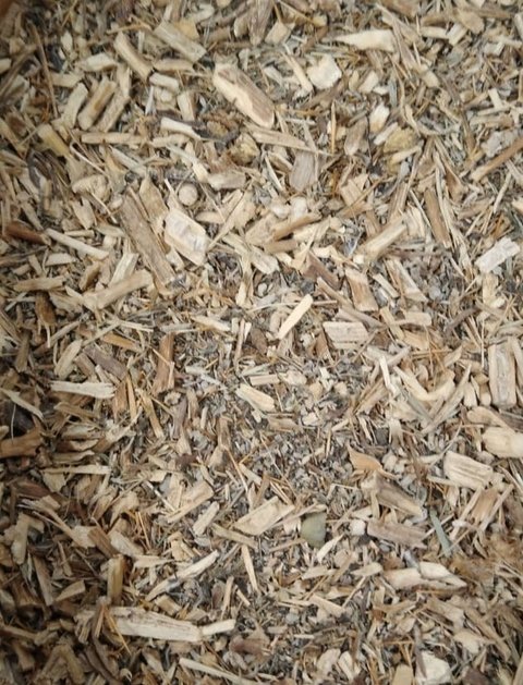 CEPA DE CABALLO 100G