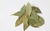 HOJAS DE LAUREL 50GR