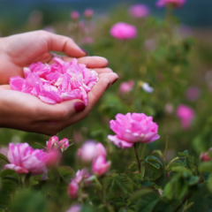 Esencia para Velas "Rosa de Bulgaria"