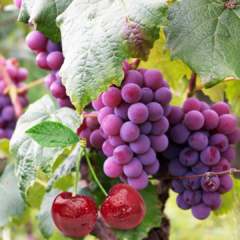 Esencia Multiuso "Uva y Cereza " - comprar online