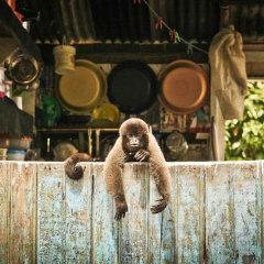 Camiseta - Macaco amazônico - Fé Latina