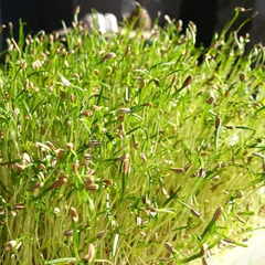 25 g Semillas de zanahoria agroecológicas para brotes "Thani" - comprar online