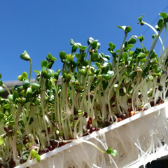 25 g Semillas de repollo agroecológicas para brotes "Thani" - comprar online