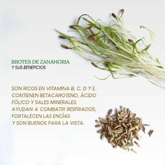 25 g Semillas de zanahoria agroecológicas para brotes "Thani" - Rebrote Almacén Orgánico