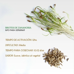 25 g Semillas de zanahoria agroecológicas para brotes "Thani" - tienda online