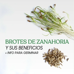 25 g Semillas de zanahoria agroecológicas para brotes "Thani" en internet