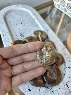 Ammonites por unidad