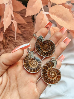 AMMONITES CON VIROLA X2 U.