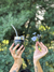 Banner de ChanchiLove