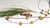 Imagen de Casuarina
