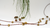 Casuarina