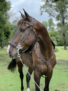 Hociquera Hackamore on internet