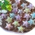 Entremeio Estrela Candy Glam - 10 unidades