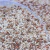 arroz cateto com vermelho