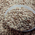 LENTILHA CANADENSE