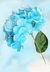 Flor Hortênsia Azul na internet
