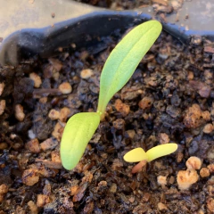 Semillas Acelga Verde Anual - SITOPIA