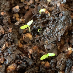 Semillas Apio Gigante - SITOPIA