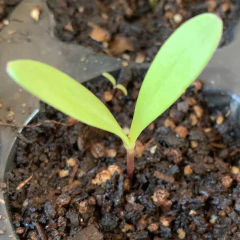 Semillas Caléndula Mix - SITOPIA