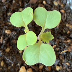 Semillas Repollo Corazón de Buey - SITOPIA