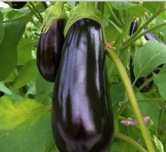 Semillas Berenjena Florida Market en internet