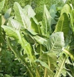 Semillas Achicoria Fina de Corte en internet