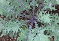 Semillas Kale Ruso Rojo en internet