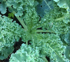 Semillas Kale Siberiano/Rizado en internet