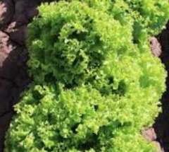 Semillas Lechuga Brisa en internet