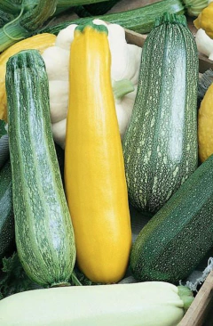 Semillas Zucchini Mix en internet