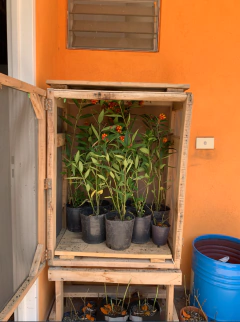 Masterclass Mariposas Monarcas - SITOPIA