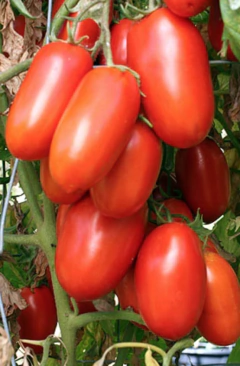 Semillas Tomate Perita - SITOPIA