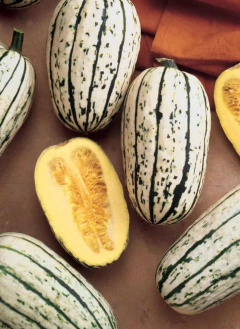 Semillas Zapallo Delicata en internet