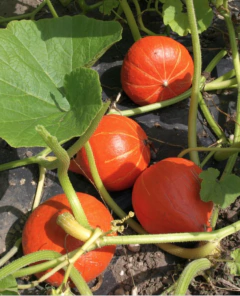 Semillas Zapallo Hokkaido Kuri Rojo - SITOPIA