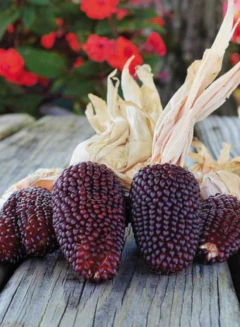 Semillas Maíz Popcorn Fresa - SITOPIA