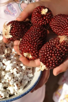 Semillas Maíz Popcorn Fresa - tienda online