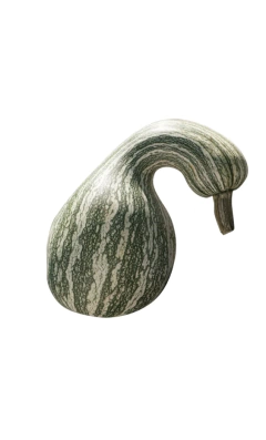 Semillas Zapallo Rayado en internet