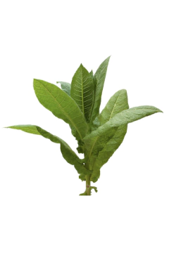 Semillas Tabaco Havana en internet