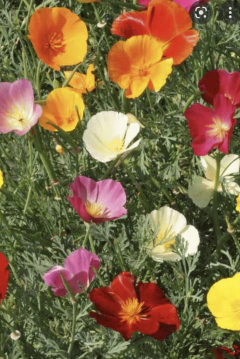 Semillas Amapolas Mix en internet