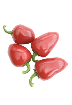 Semillas Pimiento Calaf - SITOPIA