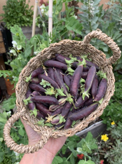 Semillas Arveja Morada Dulce Magnolia - tienda online
