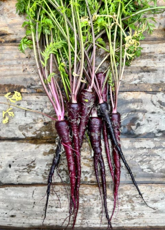 Semillas Zanahoria Negra en internet